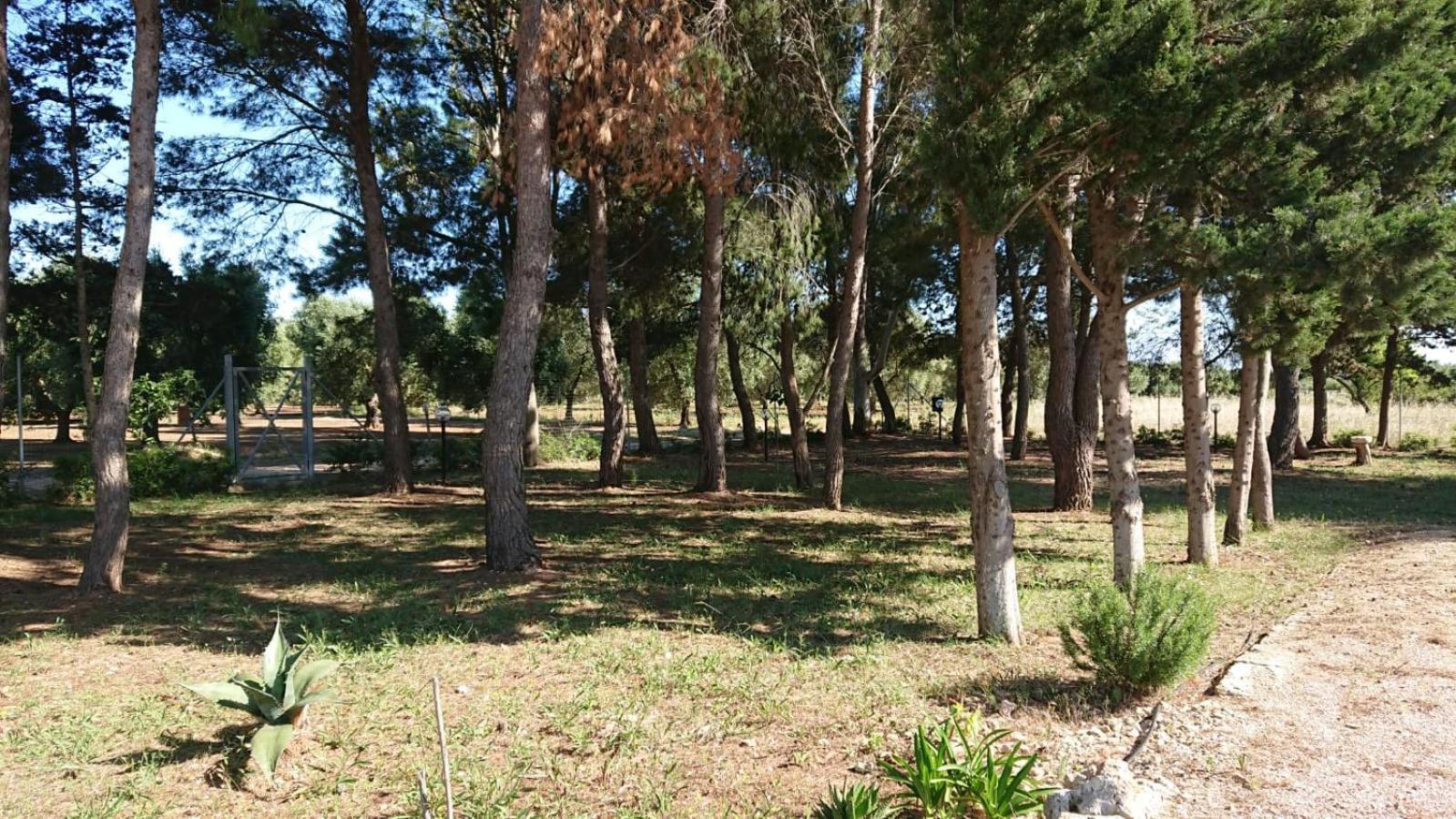 Le Stelle Di Arneo -